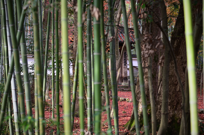ニコン Nikon Z6 を使ってみました ／ 京都 竹の寺 地蔵院の紅葉